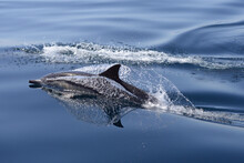 Common Dolphin Swimming Offshore Of Santa Barbara, California