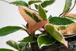 Close-up on the variegated foliage of hoya carnosa variegata 