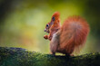 The Eurasian red squirrel (Sciurus vulgaris) sitting on a branch with its back to the camera looking back. Beautiful autumn colors, delicate background. Shallow depth of field.