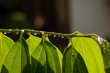 Wall Mural - Cinnamomum zeylanicum (Ceylon cinnamon) green leaves with water splash, selected focus