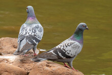 Two Rock Pigeons Sitting On A Rock One Looking Away