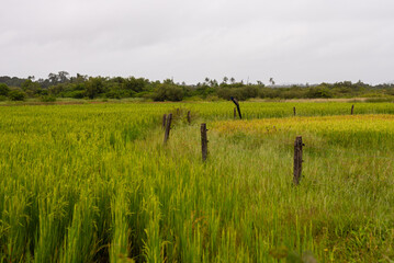 Canvas Print - Wide rice field with trees in the background