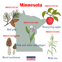 Minnesota. Set Of USA Official State Symbols