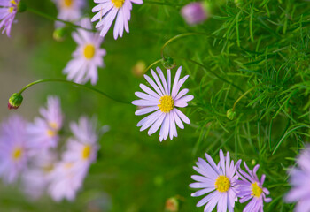 Wall Mural - Close up of purple cut-leaf daisies (brachyscome multifida) against a bright green spring background 