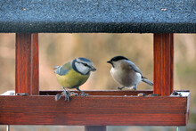 The Eurasian Blue Tit With A Sunflower Seed In Its Beak  And The Marsh Tit Inside A Wooden Bird Feeder