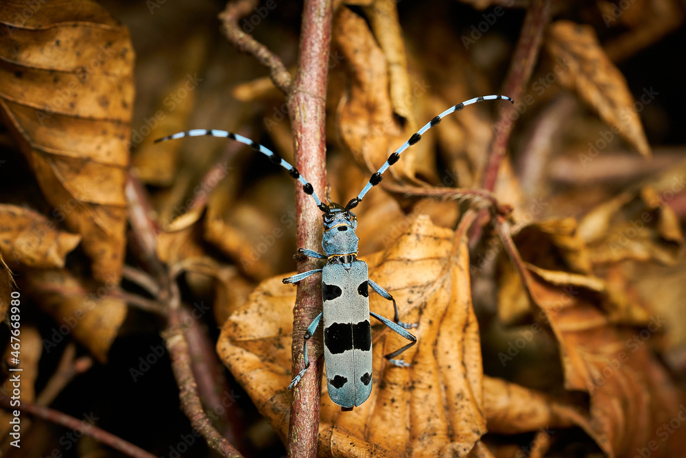 Rosalia Insect Rosalia Longicorn (Rosalia alpina) Beetle at the time of mating Stock ...