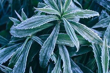 Aufkleber - Close up beautiful surface of frozen plant background winter-autumn .