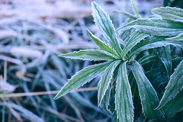 Aufkleber - Close up beautiful surface of frozen plant background winter-autumn .