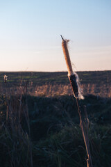 Poster - Photo of dry flower Arctium láppa, large burdock. Close-up of a dry flower at sunset. Dry flower foliage