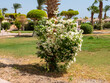 Hurghada, Egypt- September 22, 2021: View of the green area of the hotel. Bushes with white flowers grow near tall palms.