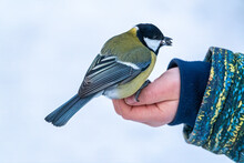 The Great Tit Eats Seeds From A Palm Of Little Boy. Hungry Bird Great Tit Eating Seeds From A Hand During Autumn