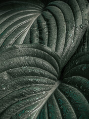 Sticker - Close up of wet dark green leaves with raindrops