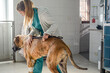 a woman vet and a great dane dog in a clinic 