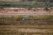 Great Blue Heron In A Field