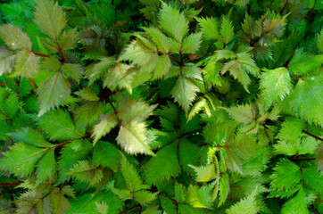 Wall Mural - Background, texture, wallpaper of decorative plant leaves. Studio Photo