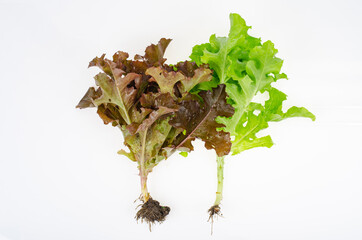 Poster - leafy salads of different colors isolated on white background. Studio Photo.