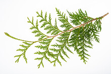Thuja Occidentalis Green Branch Isolated On White Background. Studio Photo