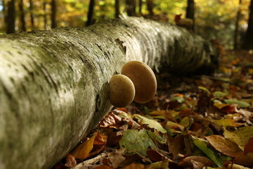 Wall Mural - Mushrooms grow on a fallen tree in the forest