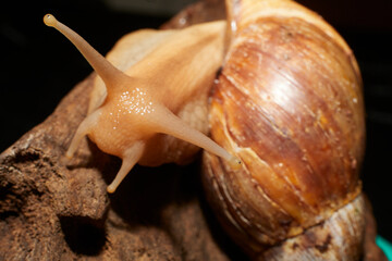 A giant African land snail on a piece of driftwood