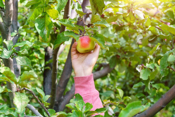 Organic vegetables. Organic apples in the hand of farmer. The concept of agriculture. Selective focus