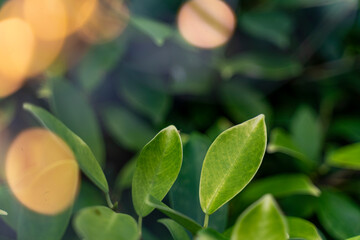 Wall Mural - Fresh green leaves close up with sunny bokeh, beautiful natural background and texture