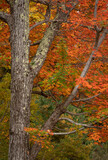 Fototapeta Morze - Acadia National Park, ME - USA - Oct. 15, 2021: Vertical view of Fall foilage in the Duck Brook area of the National Park.