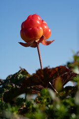 Wall Mural - Cloudberry (Rubus chamaemorus)