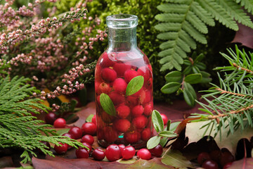 Wall Mural - bottle of cranberry tincture or infusion in forest outdoors. moss, medicinal herbs and healing plant