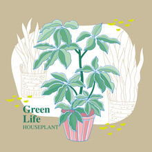 Vector Illustration Of Houseplant In Pot, Green Leafy Plant