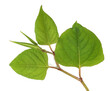 Fresh Asian knotweed branch