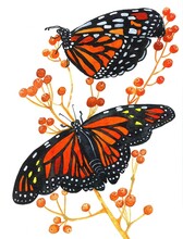 Watercolor Illustration Of An Orange And Black Monarch Butterflies Sitting On A Branch With Orange Berries Isolated On  White Background