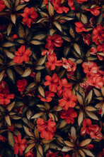 Close Up Of Red Flowers And Leaves