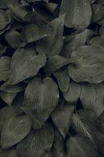 Close Up Of Green Leaves In The Forest Nature
