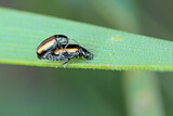 Fototapeta Mapy - Barley Flea Beetle Phyllotreta vittula on damaged cereal leaf. It is pest of many plants, mainly cereals.