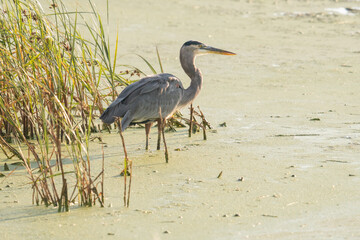 Wall Mural - A common blue heron in still, algae covered, knee high swamp marsh water stalks prey on its stilt like legs near the grass growing on mud flats