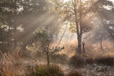 Fototapeta Krajobraz - morning sun beams in autumn moor