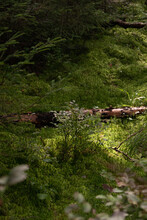 Fallen Log In The Green Moss In The Forest