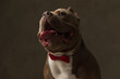 sweet american bully dog wearing a red bowtie