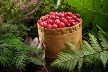 Birch Bark Basket Full Of Fresh Red Cranberries In Forest Outdoors.