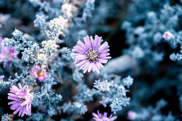 Wall Mural - frost crystals covered lilac flowers in the autumn garden on a cold morning