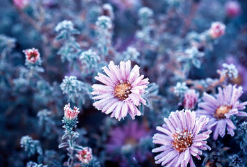 frost crystals covered lilac flowers in the autumn garden on a cold morning