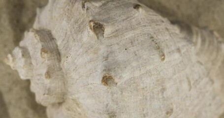 Wall Mural - Close-up of a seashell. Refocusing from the foreground to the background of the shell.