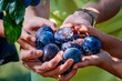 plums in hands