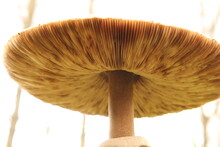 The Underside With The Lamellae Of A Big Parasol Mushroom Closeup