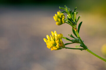 common tansy yellow field flower. Selective focus, blurred background. copy space