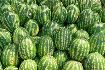 Wall Mural - a bunch of striped watermelons close up as a background