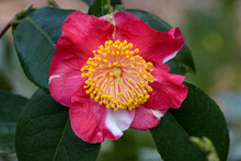 Unusual Two Tone Camellia Japonica Mikuni-no-homare Flower In Winter