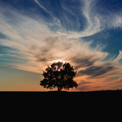  A tree in the darkness at sunset.
