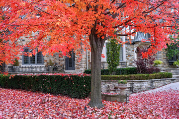 Wall Mural - Sugar maple tree in brilliant shades of red, yellow and orange in fall