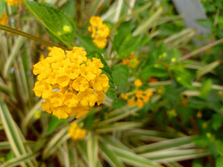 Naklejka na meble Yellow flower